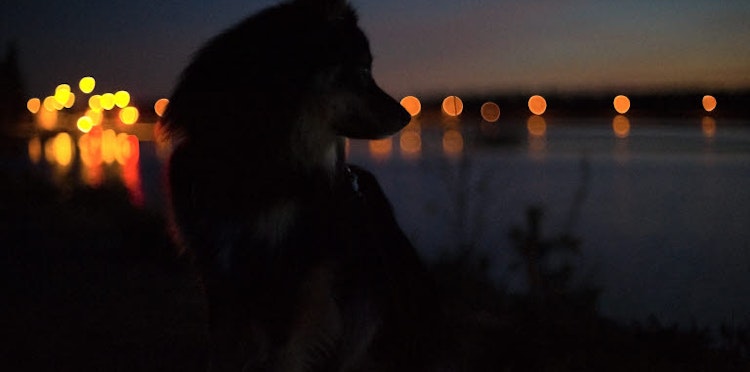 Use Reflectors to save dog lives in the dark