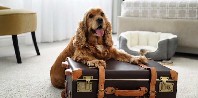 A guide to travelling abroad with your dog
