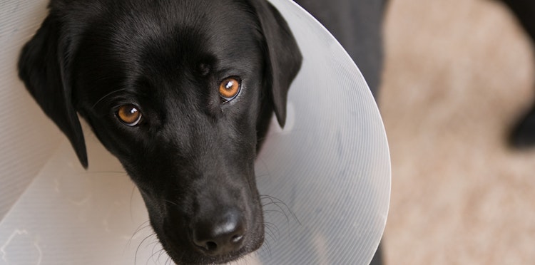 How soon can I walk my dog after neutering?
