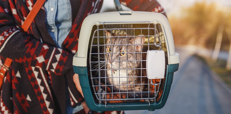 A guide to travelling abroad with your cat