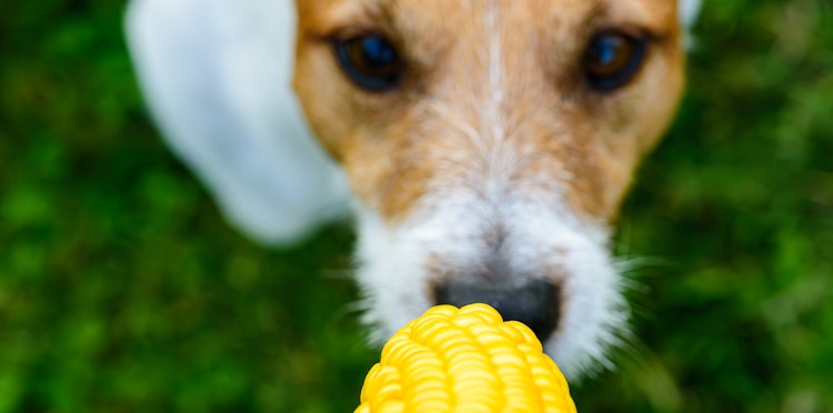 Can dogs eat sweetcorn?
