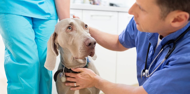 Understanding and Addressing Ear Inflammation (Otitis Externa) in Dogs