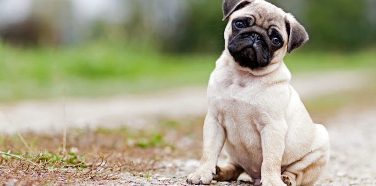 Pug – a small dog with a big personality