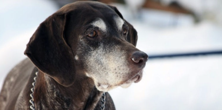Typical health issues in older dogs