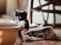 The Complete Guide to Litter Boxes and Cat Litter