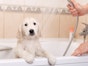When can you bathe a puppy? 