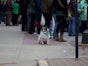 St. Patrick's Day Safety Tips for your pet