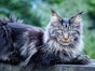 Proper Cat Nutrition for Your Cat's Health and Well-being