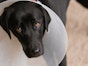 How soon can I walk my dog after neutering? 