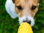 Can dogs eat sweetcorn? 