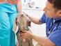 Understanding and Addressing Ear Inflammation (Otitis Externa) in Dogs
