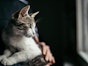How to Cope with Cat Allergies: Hypoallergenic Cat Breeds, Allergy Medications, and Vaccines