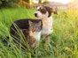Ticks on dogs and cats